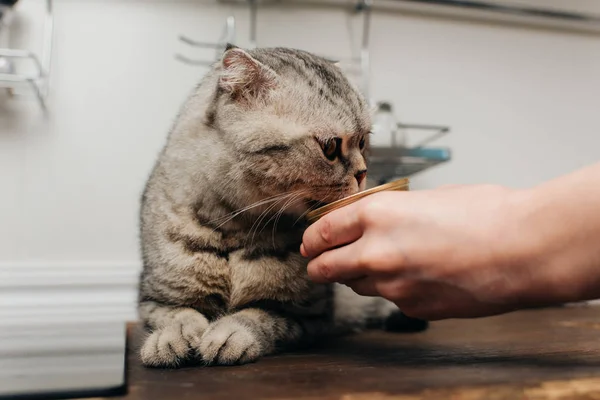 Vista recortada de la mujer joven dando scottish plegable gato mascota alimentos en lata - foto de stock