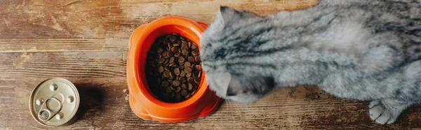 Tiro panorámico de gato plegable escocés cerca de cuenco con comida para mascotas en el suelo - foto de stock