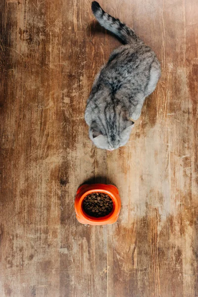 Top view of scottish fold cat near bowl with pet food on floor — Stock Photo