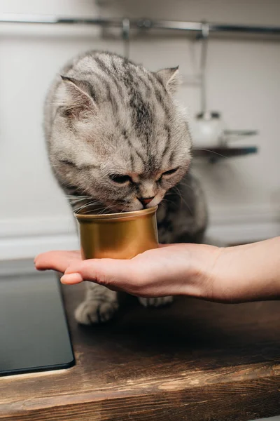 Cropped view of young woman giving grey scottish fold cat pet food in can — Stock Photo