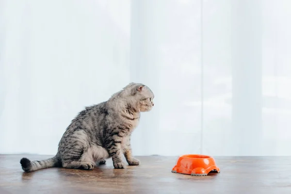 Scottish fold cat sitting on table near bowl with pet food — Stock Photo