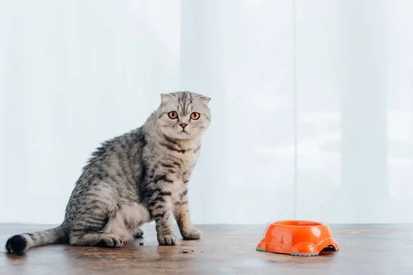 Adorabile gatto scozzese pieghevole seduto sul tavolo vicino alla ciotola con cibo per animali domestici — Foto stock