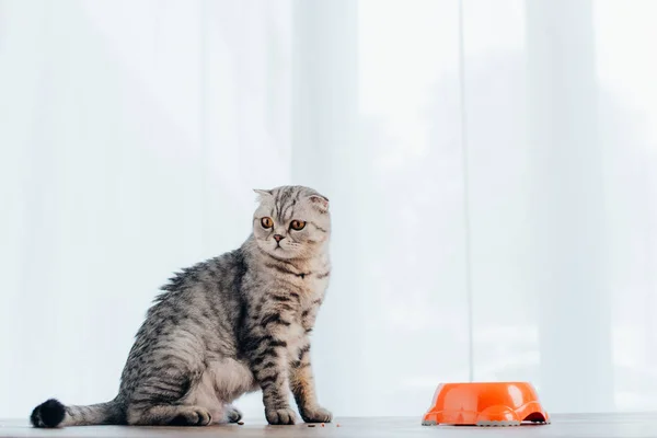 Прелестный шотландский складной кот сидит на столе рядом с миской с кормом для домашних животных — стоковое фото