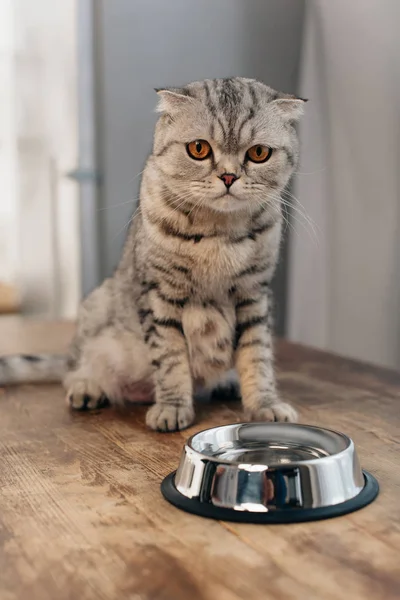Adorable scottish fold cat sitting on table near metal bowl — Stock Photo