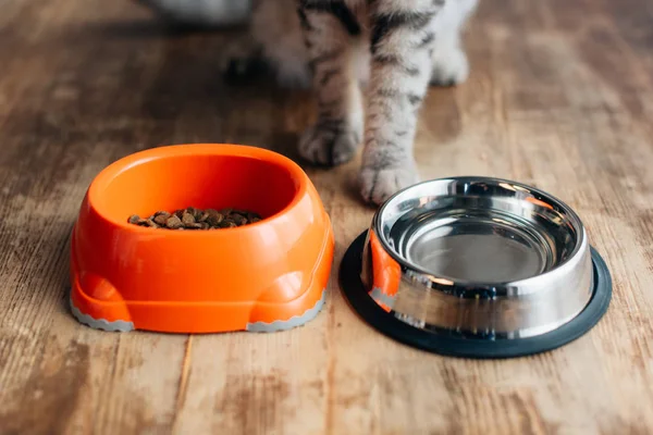 Gatto grigio vicino a ciotole con acqua e cibo per animali domestici sul pavimento — Foto stock