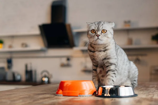 Scottish fold cat sitting on table near bowls with pet food — Stock Photo