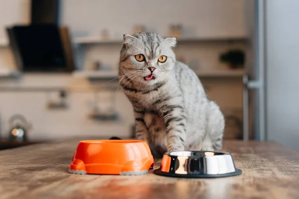 Adorable scottish fold cat sitting on table near bowls with pet food — Stock Photo