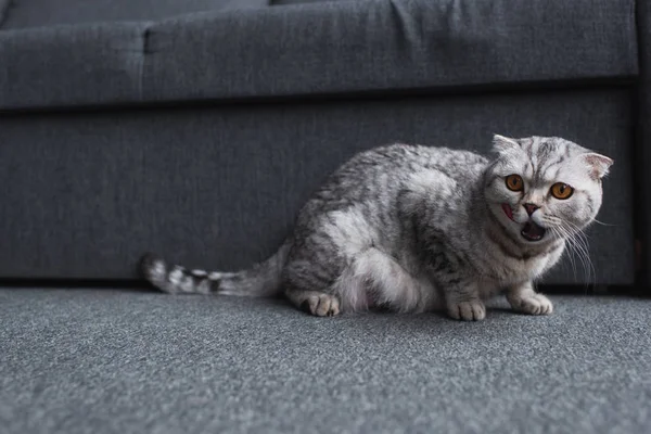 Scottish fold cat sitting near couch and meowing in living room — Stock Photo
