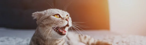 Panoramic shot of scottish fold cat meowing and looking away — Stock Photo