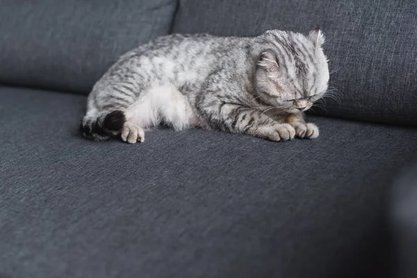 Escocês dobrar gato dormindo no sofá na sala de estar — Fotografia de Stock