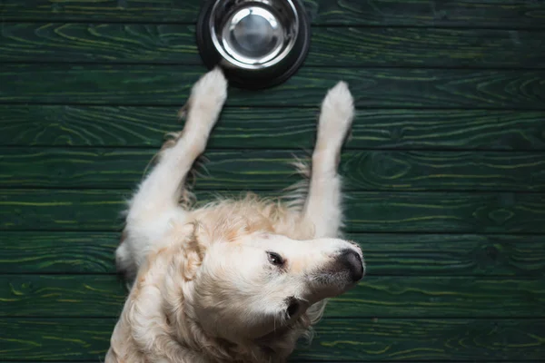 Top view of retriever near bowl at home on wooden surface — Stock Photo