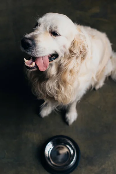 Adorable golden retriever dog sticking tongue out near metal bowl at home — Stock Photo