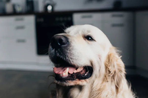 Enfoque selectivo de adorable perro golden retriever en la cocina - foto de stock