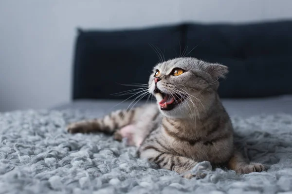 Foco seletivo de adorável escocês dobrar gato bocejando e sentado no quarto — Fotografia de Stock