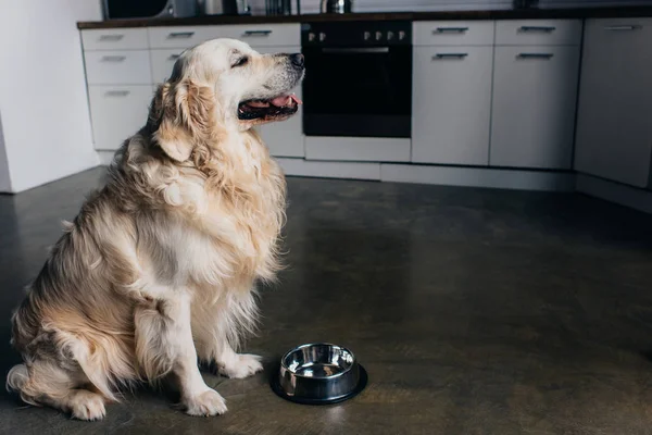 Adorable perro golden retriever cerca de cuenco de metal en casa en la cocina - foto de stock