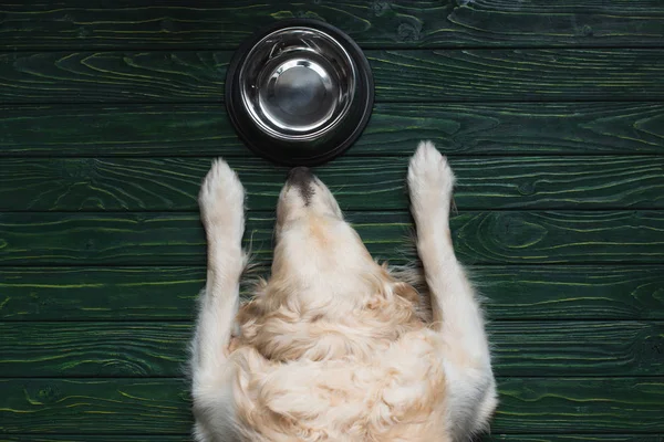 Top view of golden retriever near bowl at home on wooden surface — Stock Photo