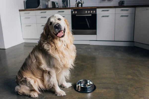 Cute golden retriever sitting near metal bowl at home in kitchen — Stock Photo