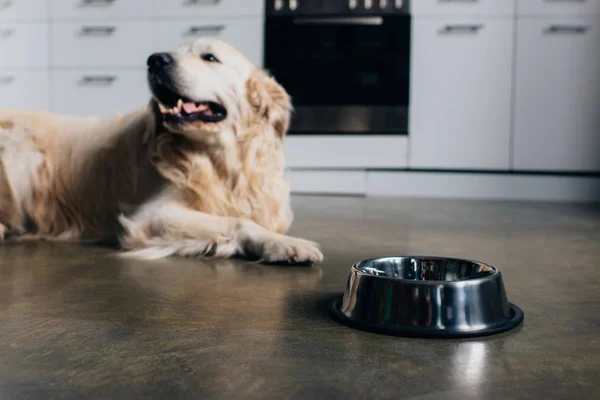 Cute golden retriever lying near metal bowl at home in kitchen — Stock Photo