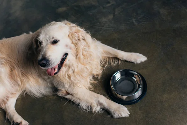 Adorable golden retriever dog near metal bowl at home in kitchen — Stock Photo