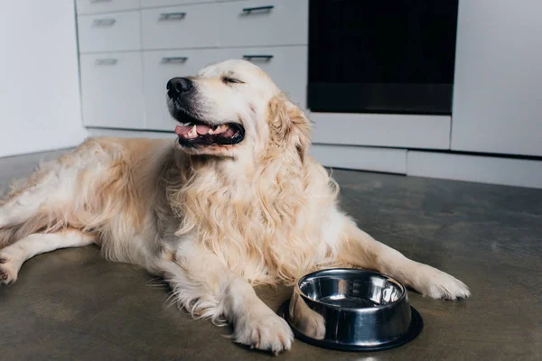 Bonito golden retriever deitado perto de tigela de metal em casa na cozinha — Fotografia de Stock