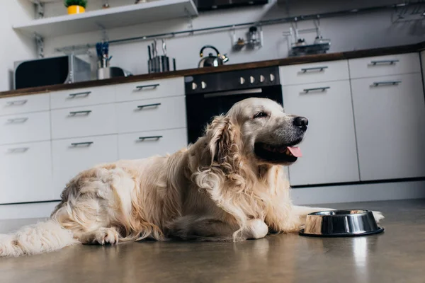 Adorable golden retriever lying near metal bowl at home in kitchen — Stock Photo