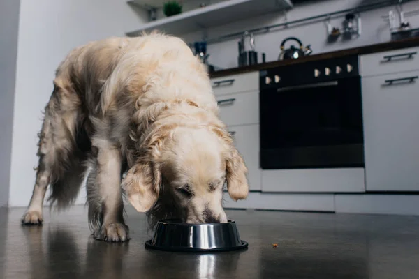 Adorável cão golden retriever comer pet food de tigela de metal em casa — Fotografia de Stock