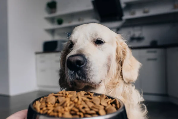 Adorabile golden retriever guardando ciotola con cibo per animali domestici a casa — Foto stock