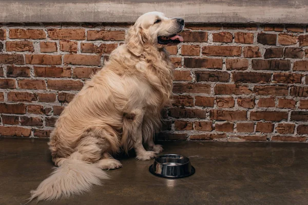Adorable golden retriever sitting near bowl and brick wall at home — Stock Photo