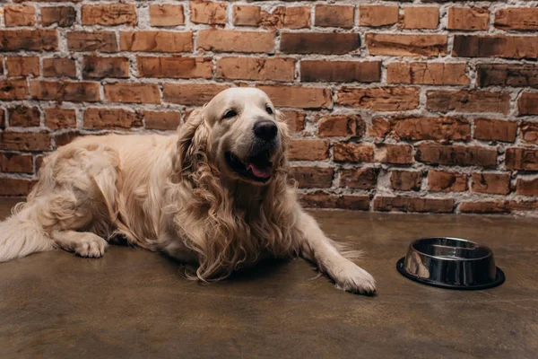 Bonito golden retriever deitado perto de tigela e parede de tijolo em casa — Fotografia de Stock