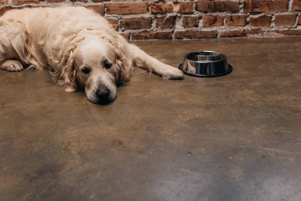 Adorable golden retriever lying near bowl and brick wall at home — Stock Photo