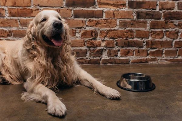 Adorable golden retriever lying near bowl and brick wall at home — Stock Photo