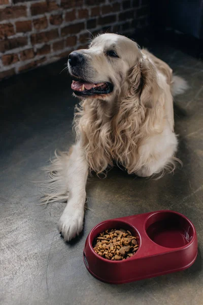 Carino golden retriever sdraiato vicino ciotola con cibo per animali domestici a casa — Foto stock