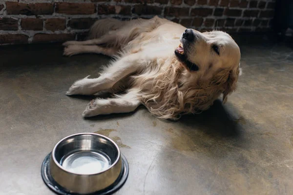 Adorable golden retriever lying near bowl at home — Stock Photo