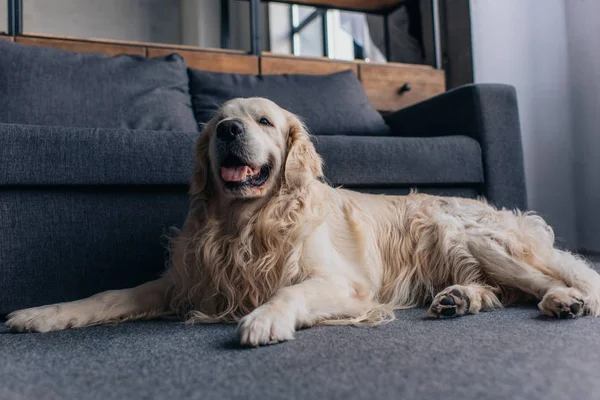 Entzückender Retriever sitzt neben Couch im Wohnzimmer — Stockfoto