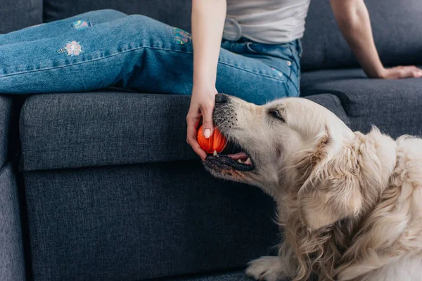 Cropped view of woman holding ball and playing with golden retriever dog — Stock Photo