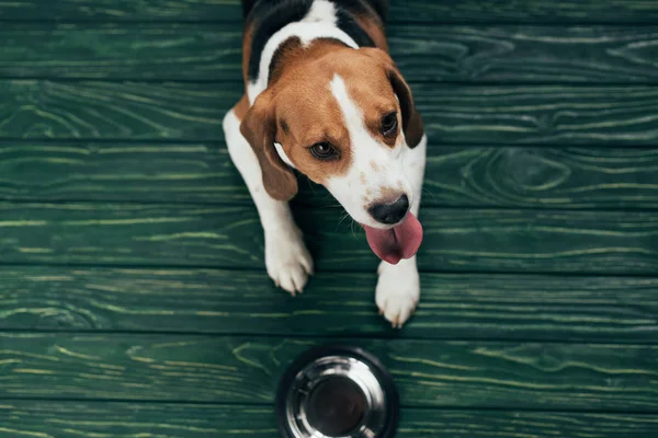 Верхний вид очаровательной собаки-бигл возле металлической чаши на зеленом полу — стоковое фото