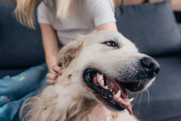 Cropped view of woman stroking golden retriever dog — Stock Photo