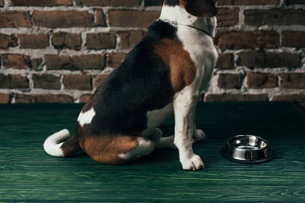 Cão beagle sentado perto de tigela de metal no chão verde — Fotografia de Stock