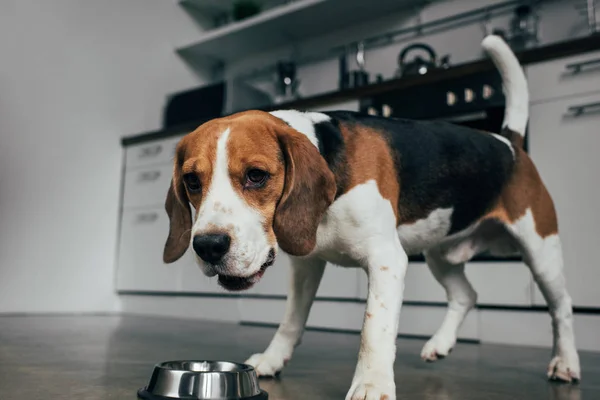 Очаровательная собака рядом с металлической миской на кухне — стоковое фото