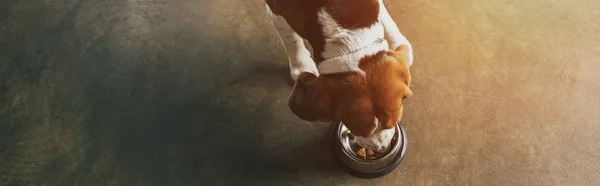 Colpo panoramico di cane beagle mangiare da ciotola di metallo — Foto stock