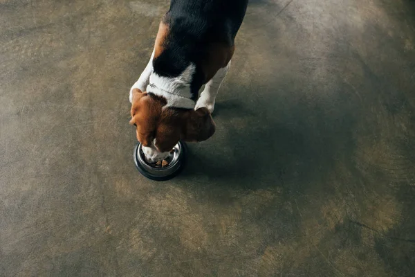 Vista superior do cão beagle comendo de tigela de metal na cozinha — Fotografia de Stock