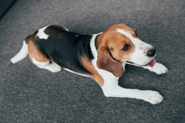 Adorable beagle dog sitting on floor with tongue out — Stock Photo