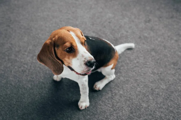 Adorável cão beagle sentado no chão e olhando para longe — Fotografia de Stock
