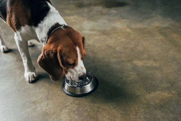 Adorable beagle dog drinking water from bowl — Stock Photo