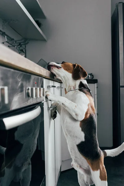 Adorável cão beagle inclinado no balcão da cozinha — Fotografia de Stock