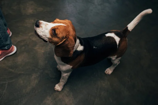 Adorable perro beagle mirando hacia fuera en casa - foto de stock
