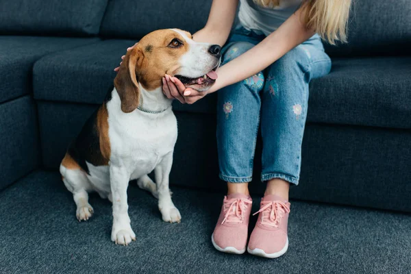 Teilbild einer jungen Frau, die auf der Couch sitzt und Beagle-Hund streichelt — Stockfoto