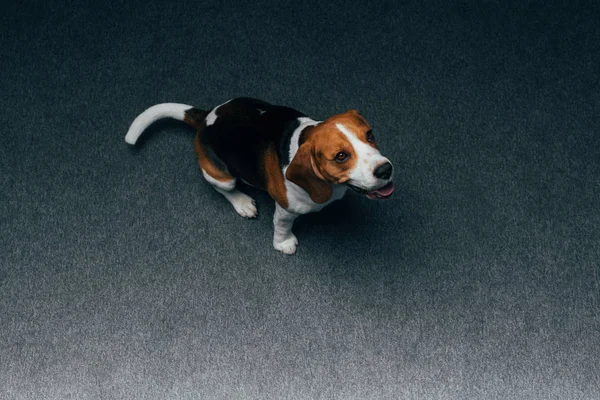 Adorable beagle dog sitting on floor at home — Stock Photo