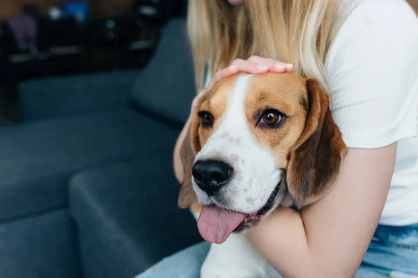 Vista parcial de la joven sentada en el sofá y acariciando perro beagle - foto de stock