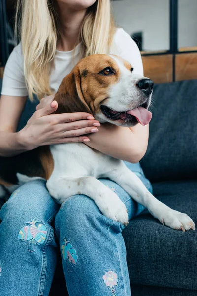 Cropped view of young woman sitting on couch and stroking beagle dog — Stock Photo